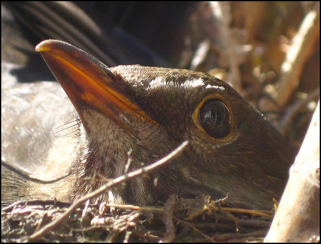 amsel