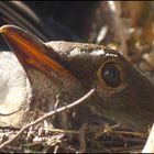 amsel