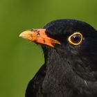 #...Amsel.......#