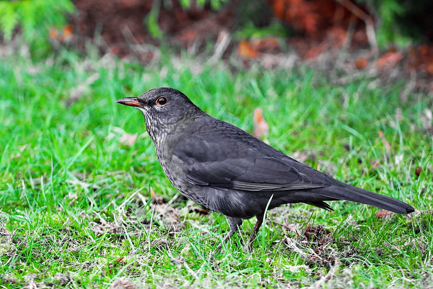 Amsel