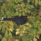 Amsel