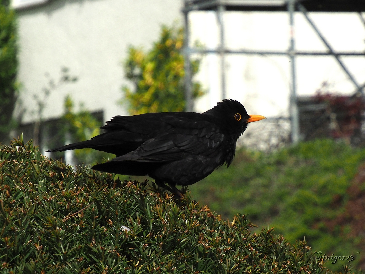 Amsel fliegt gleich...