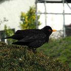 Amsel fliegt gleich...