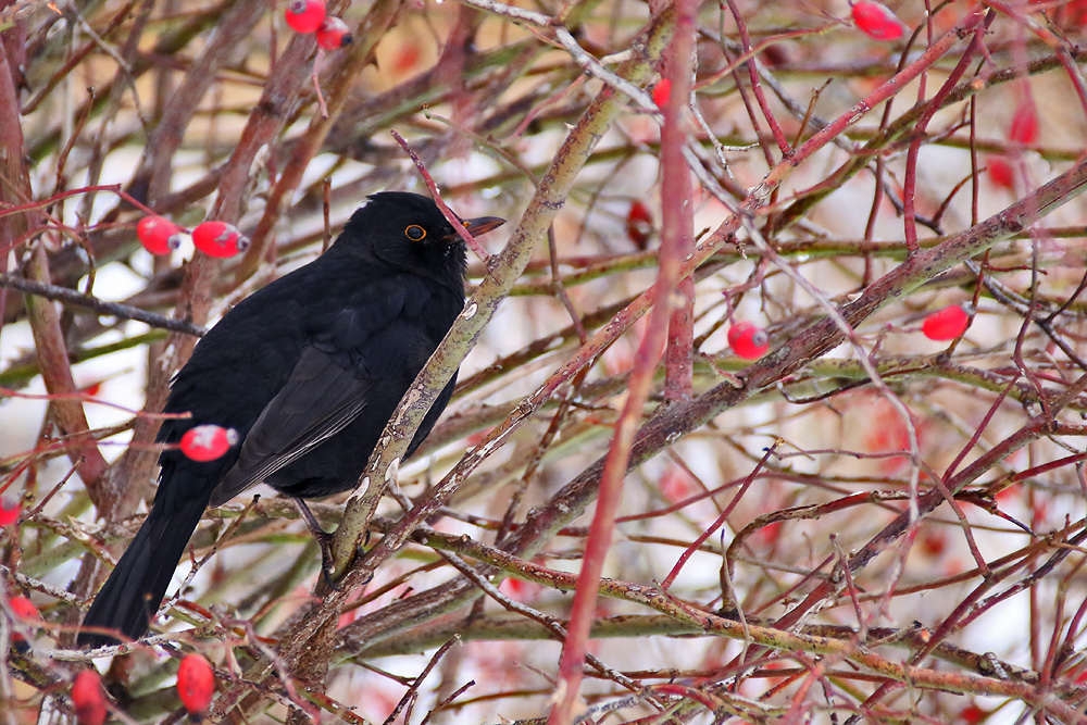 Amsel fliegt nicht weg...