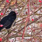 Amsel fliegt nicht weg...