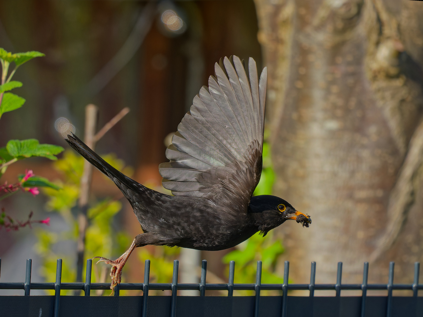 Amsel - Flug am Gartenzaun