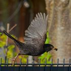 Amsel - Flug am Gartenzaun