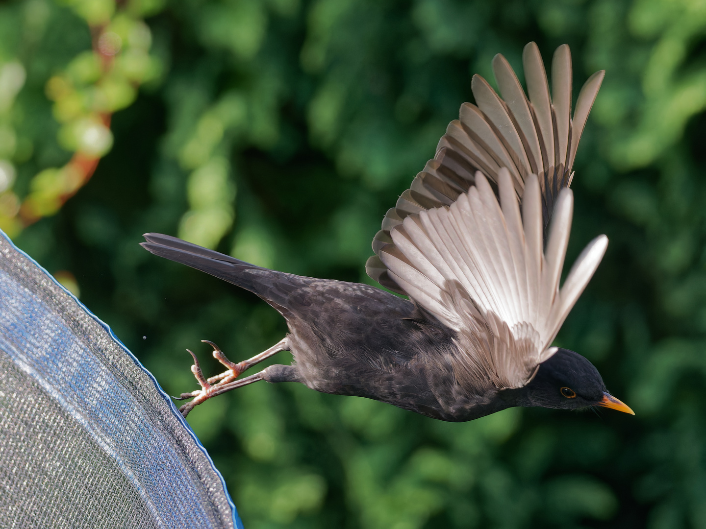 Amsel - Flug im ersten Sonnenschein