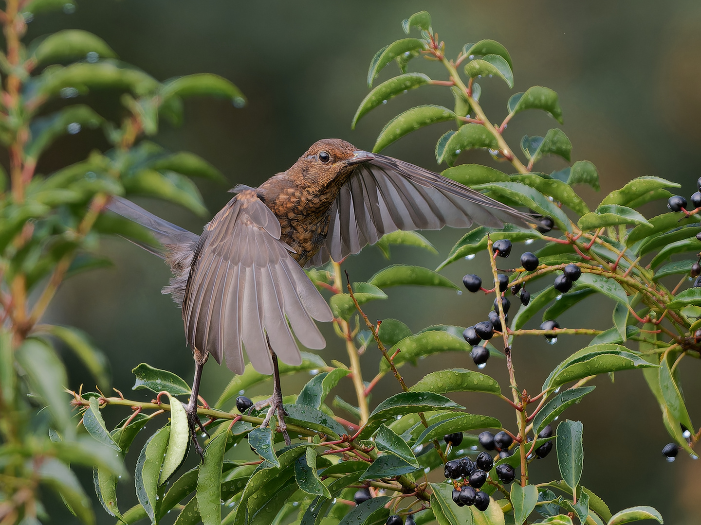 Amsel - Flug im Garten