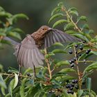 Amsel - Flug im Garten