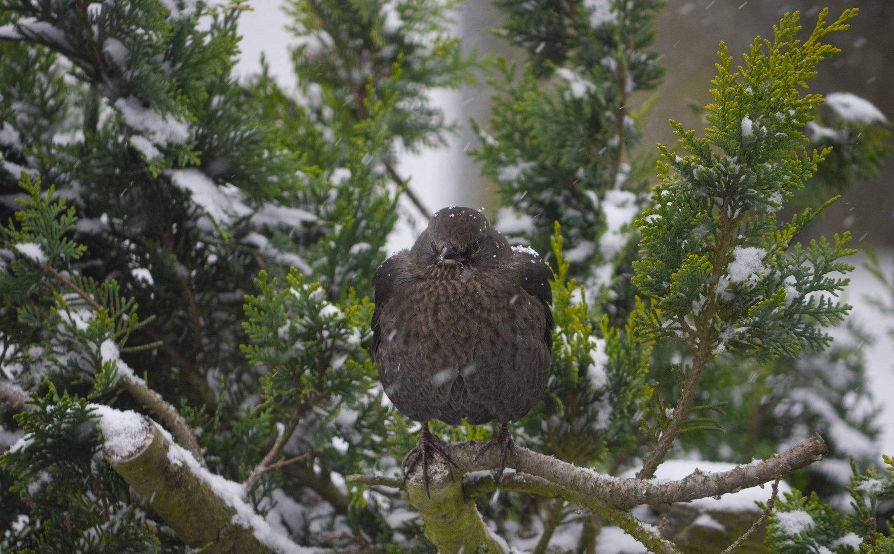 Amsel Fotoshooting