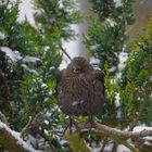 Amsel Fotoshooting