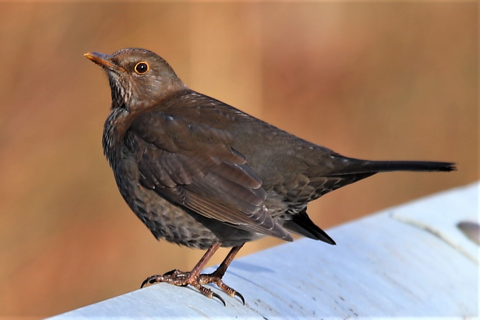 Amsel (Frau)