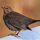 Amsel (Frau)