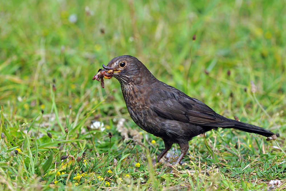 Amsel - Frau: Alles für die lieben Kleinen