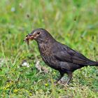 Amsel - Frau: Alles für die lieben Kleinen