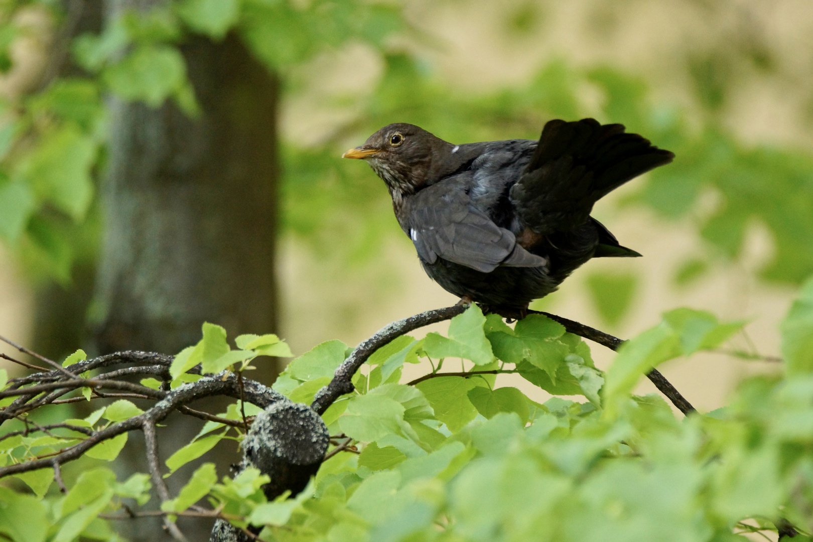 Amsel-Frau