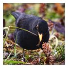 Amsel frisst Gras ?