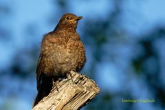 Amsel ???FrogFotoBernd-2043_01_21_04-27-13_07_ber