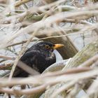 Amsel fühlt sich beobachtet