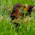 Amsel füttert