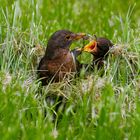 Amsel füttert Kind