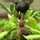 Amsel Fütterung...