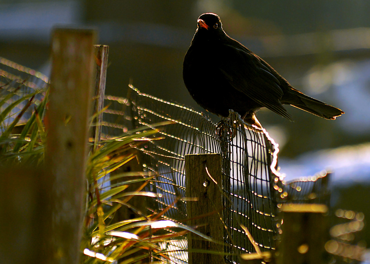 Amsel ganz entspannt