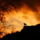 Amsel genießt den Sonnenuntergang 