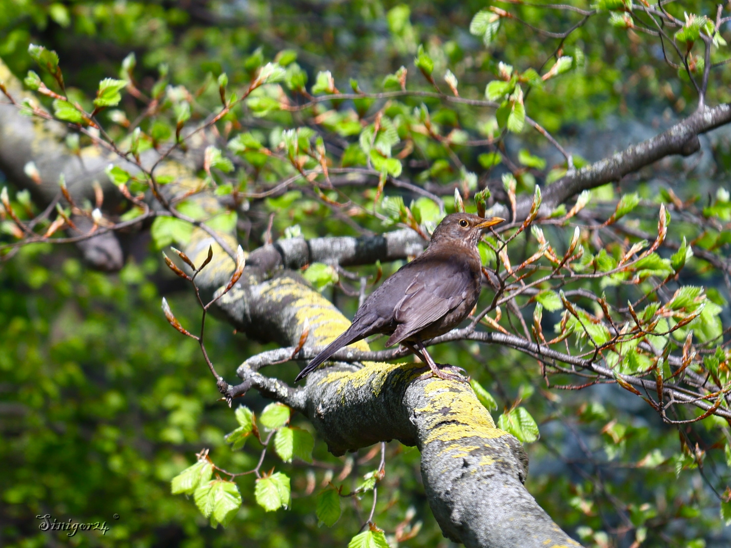 Amsel genießt Sonne