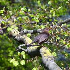 Amsel genießt Sonne