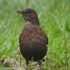 Amsel guckt...