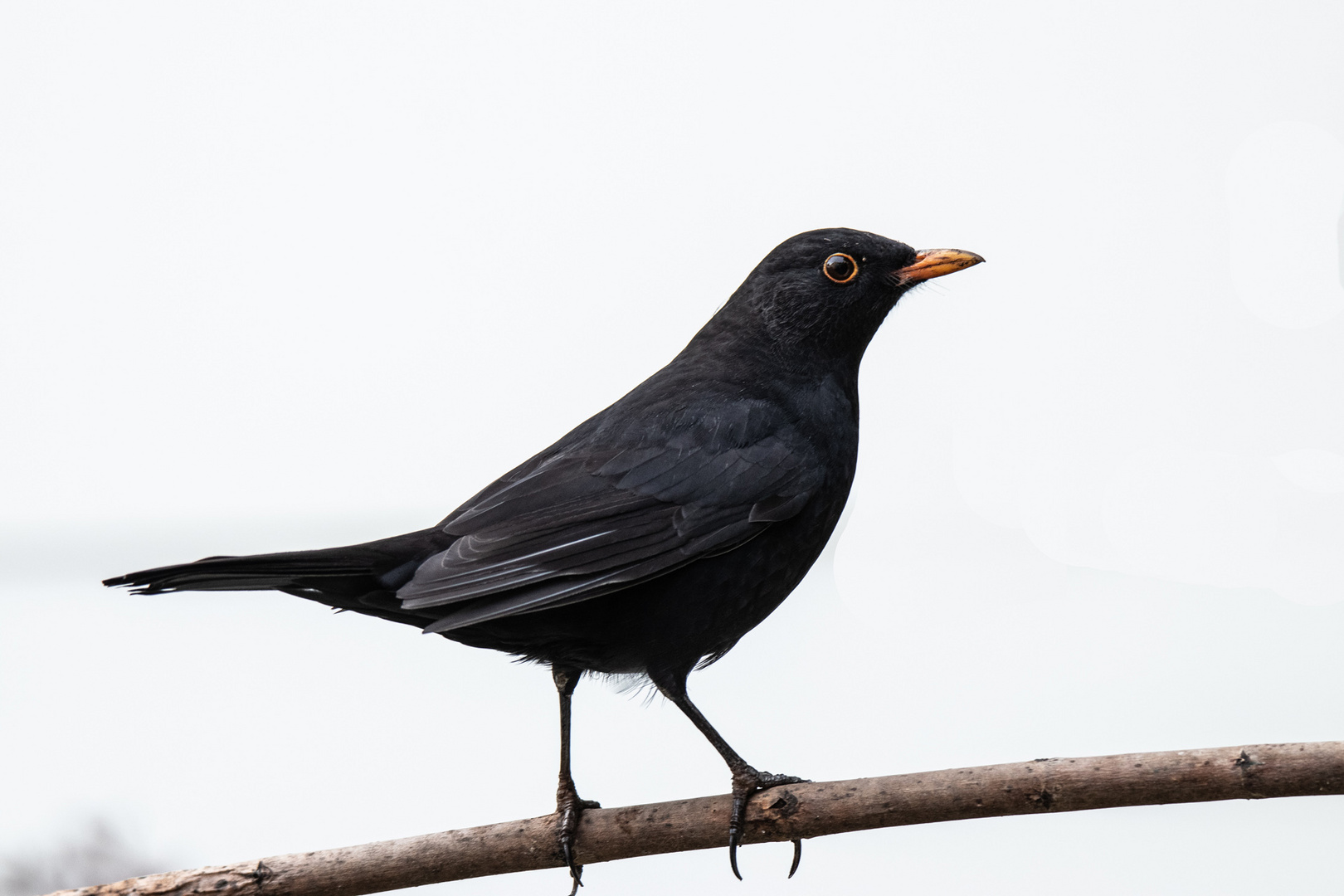 Amsel Hähnchen