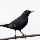 Amsel Hähnchen