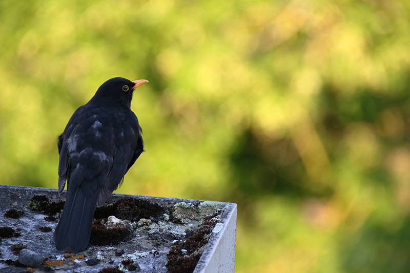 Amsel hält Ausschau........