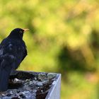 Amsel hält Ausschau........