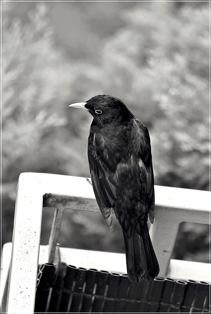 Amsel hält Ausschau