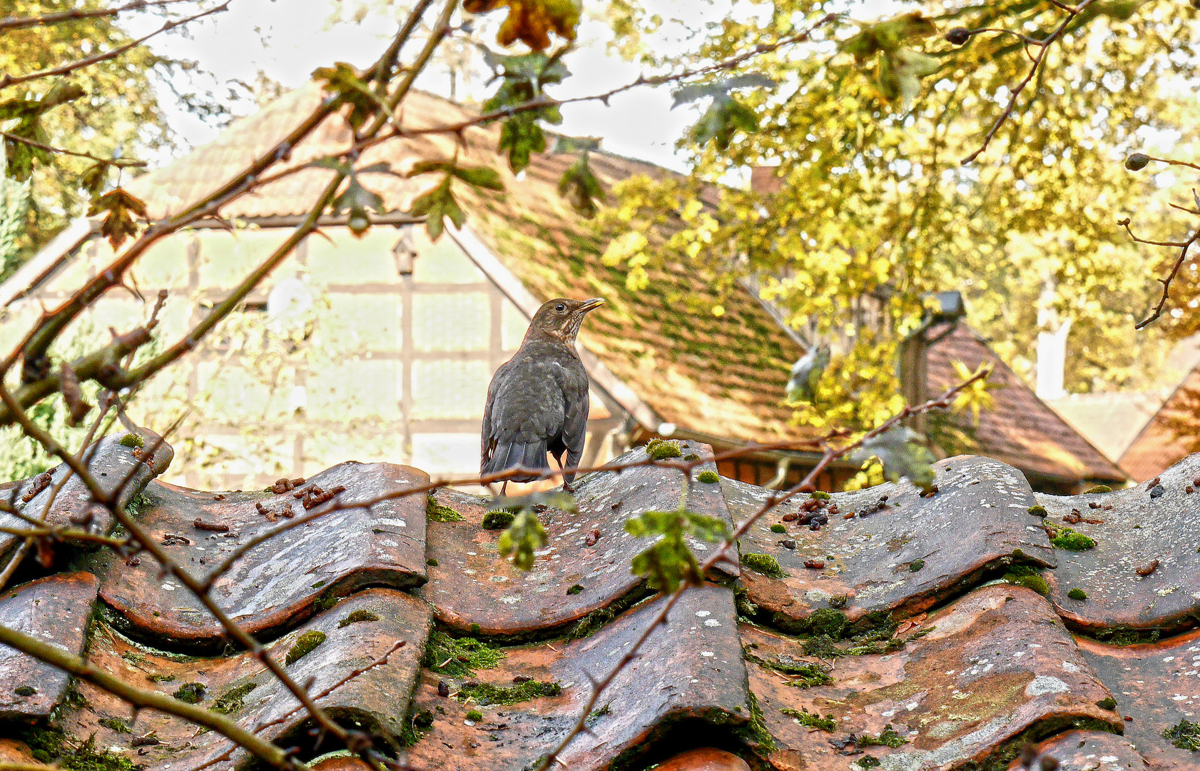 Amsel hält Ausschau