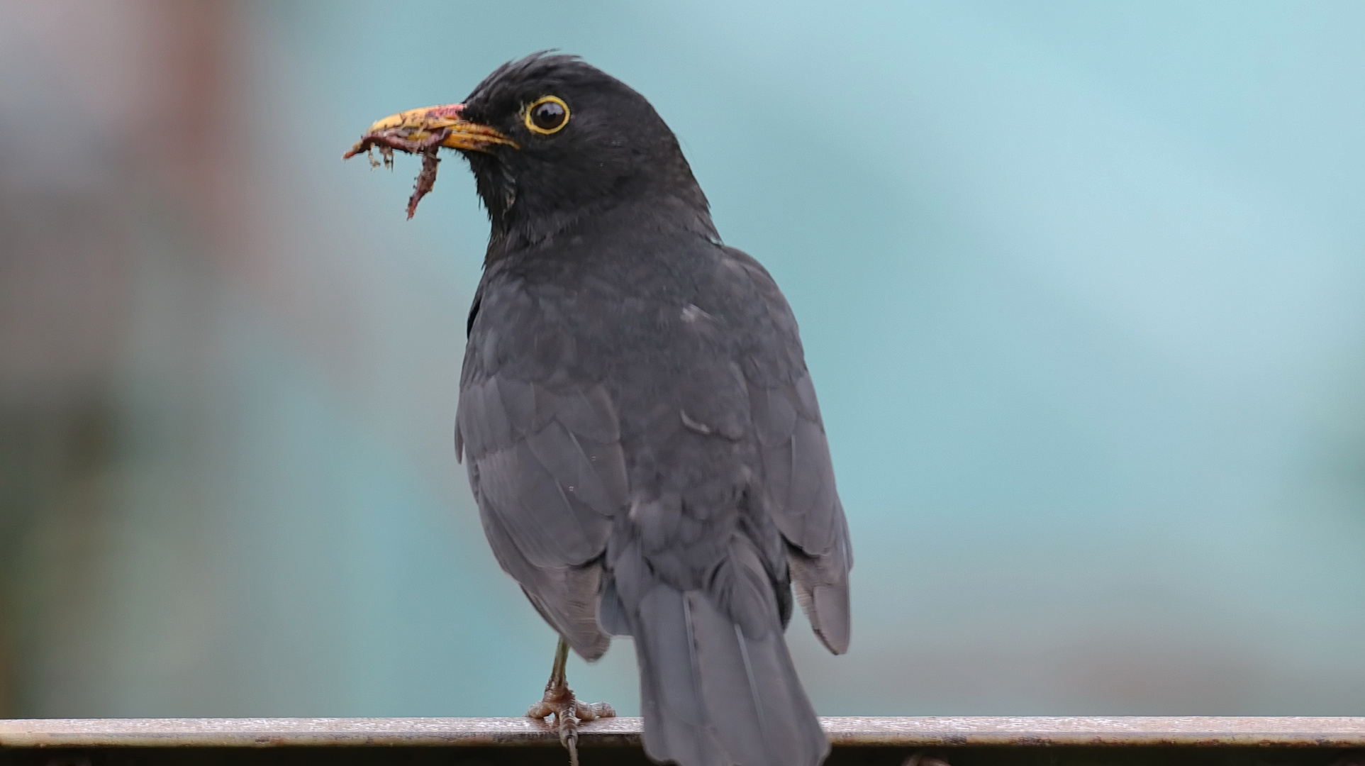 Amsel Hahn