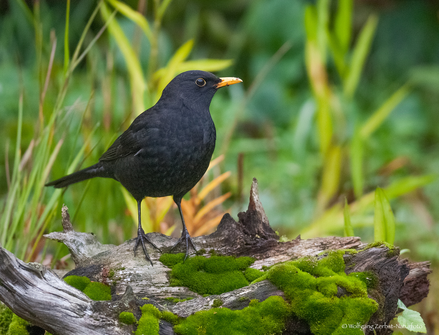  -- Amsel Hahn --