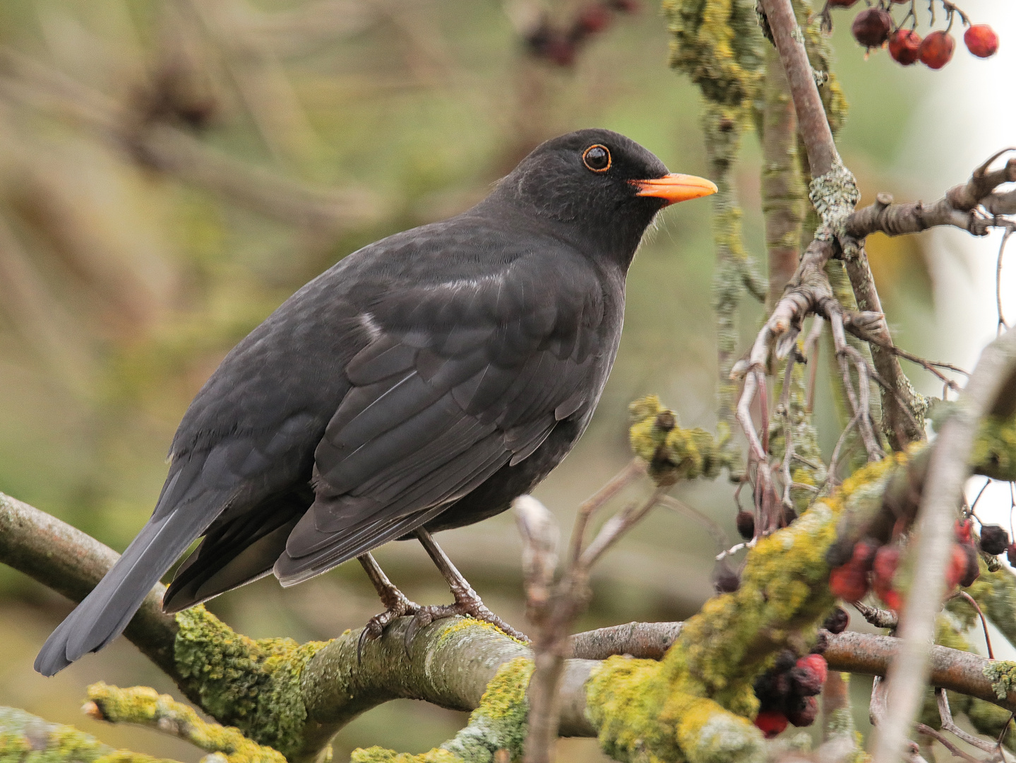 Amsel Hahn