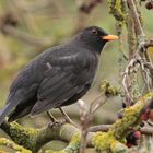 Amsel Hahn