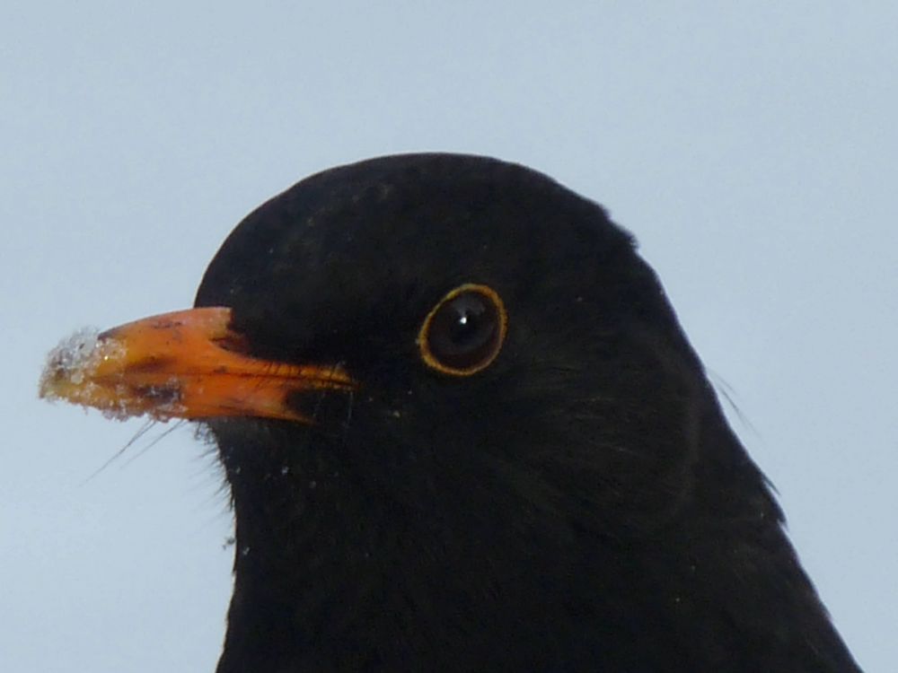 Amsel Hahn