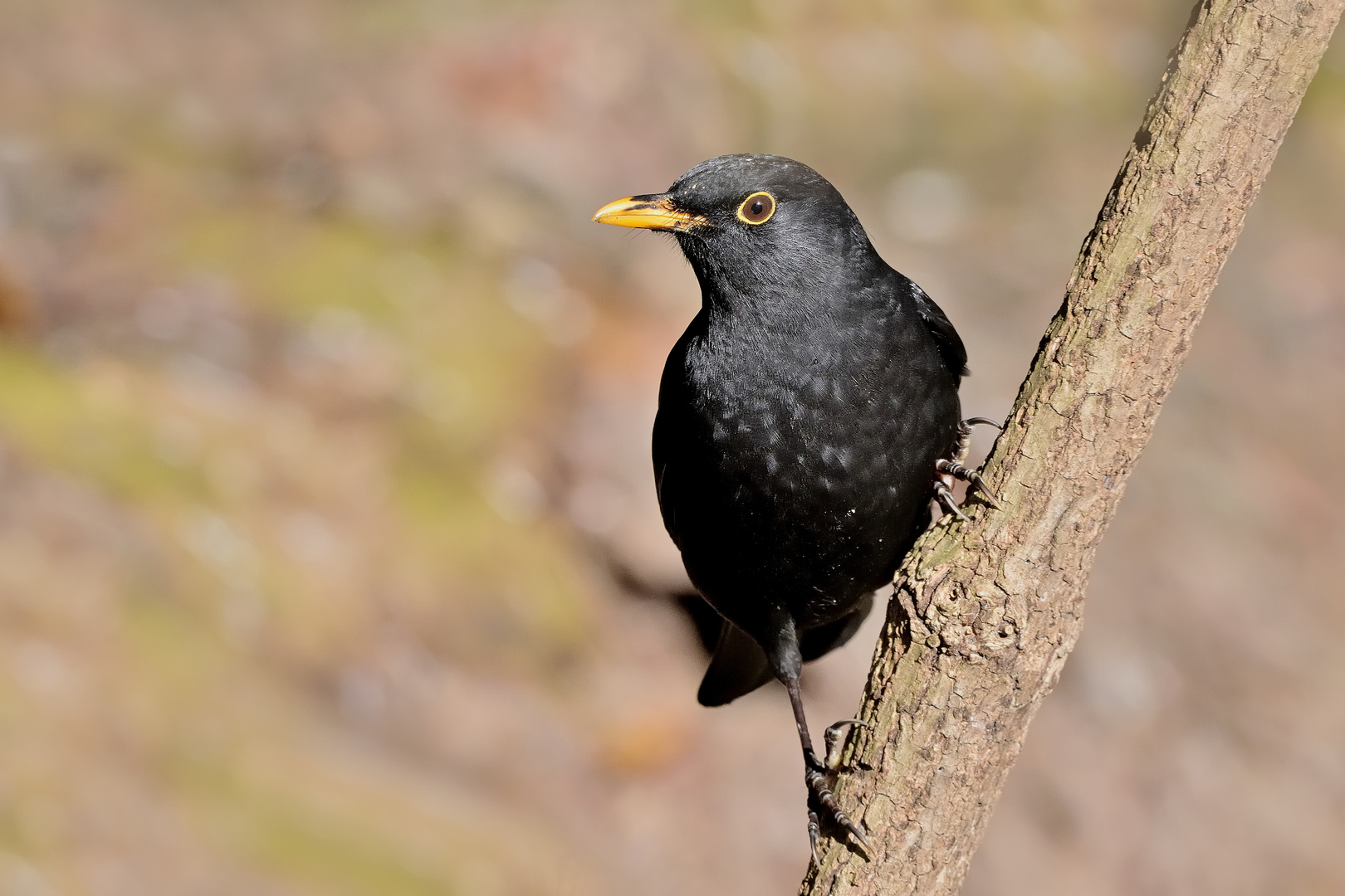 Amsel Hahn