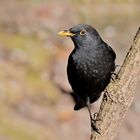 Amsel Hahn