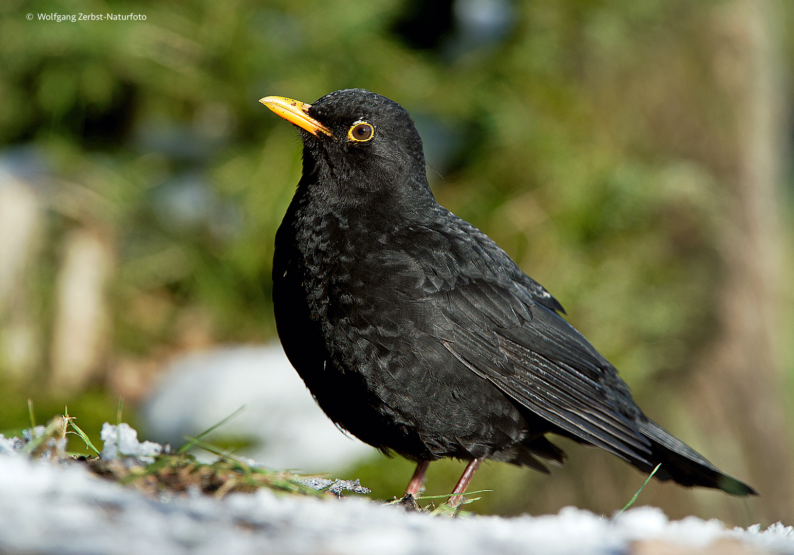 --- Amsel  /. Hahn ---