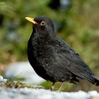 --- Amsel  /. Hahn ---