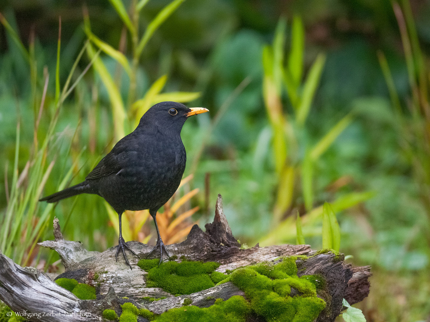   - AMSEL-HAHN -