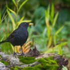   - AMSEL-HAHN -