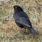 Amsel-Hahn